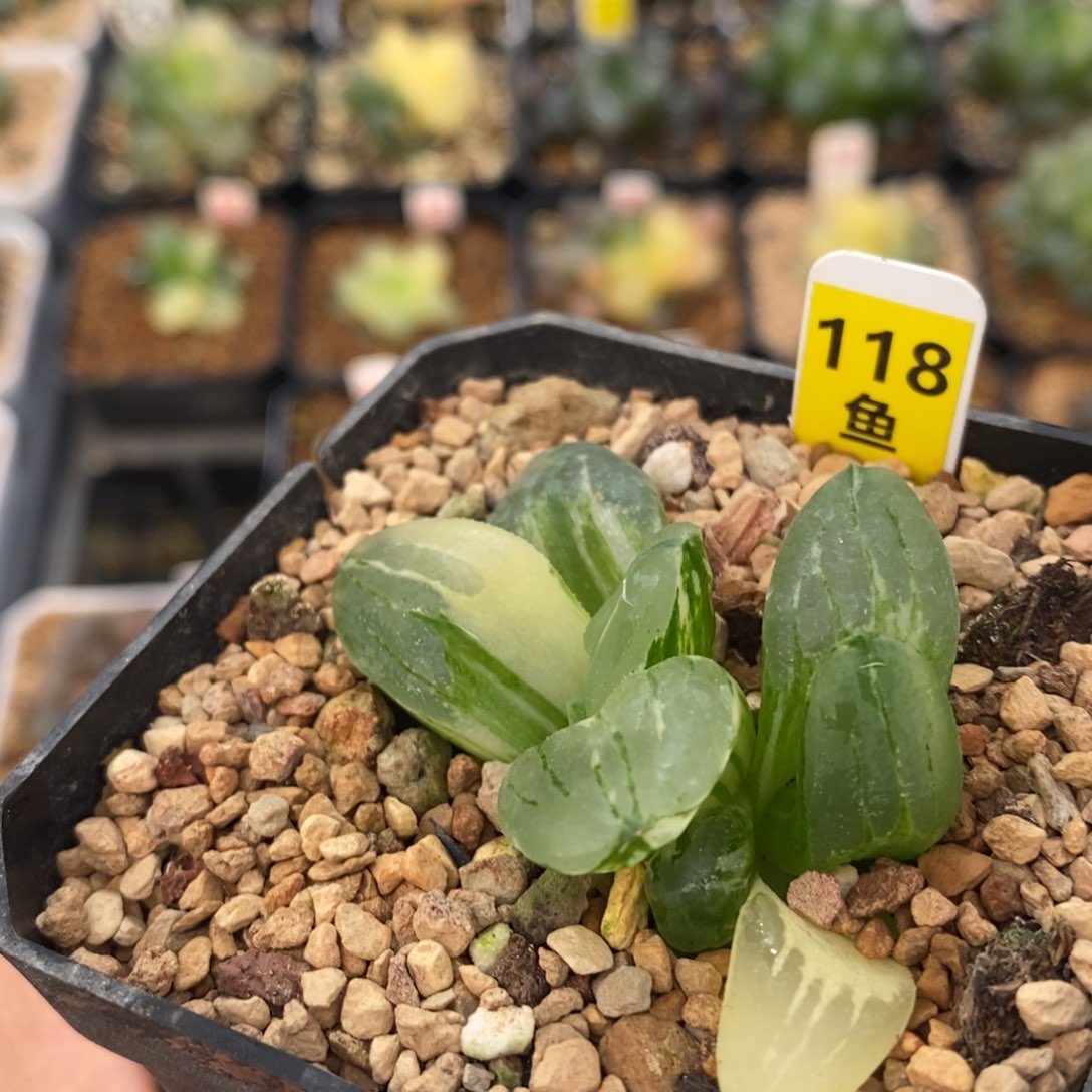 不开花植物118冰城