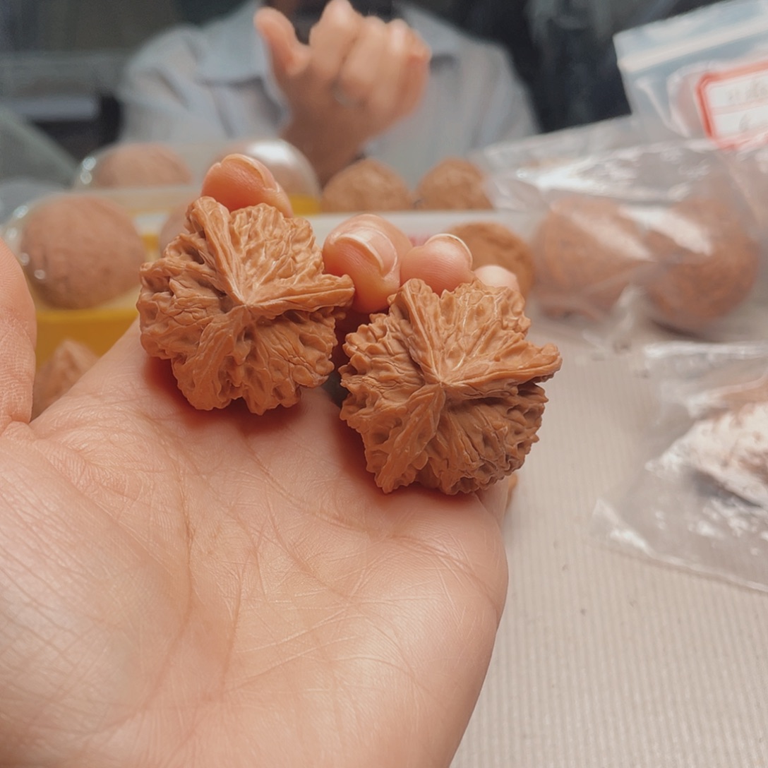 V****?三棱或二瓣组成部分