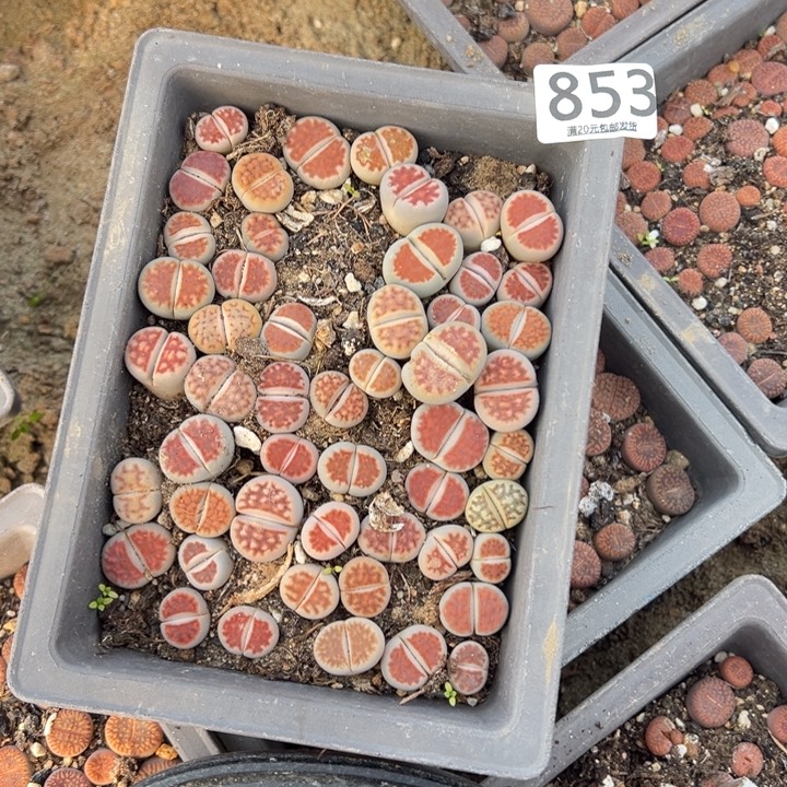 细***岸生日快乐哈哈哈哈哈853