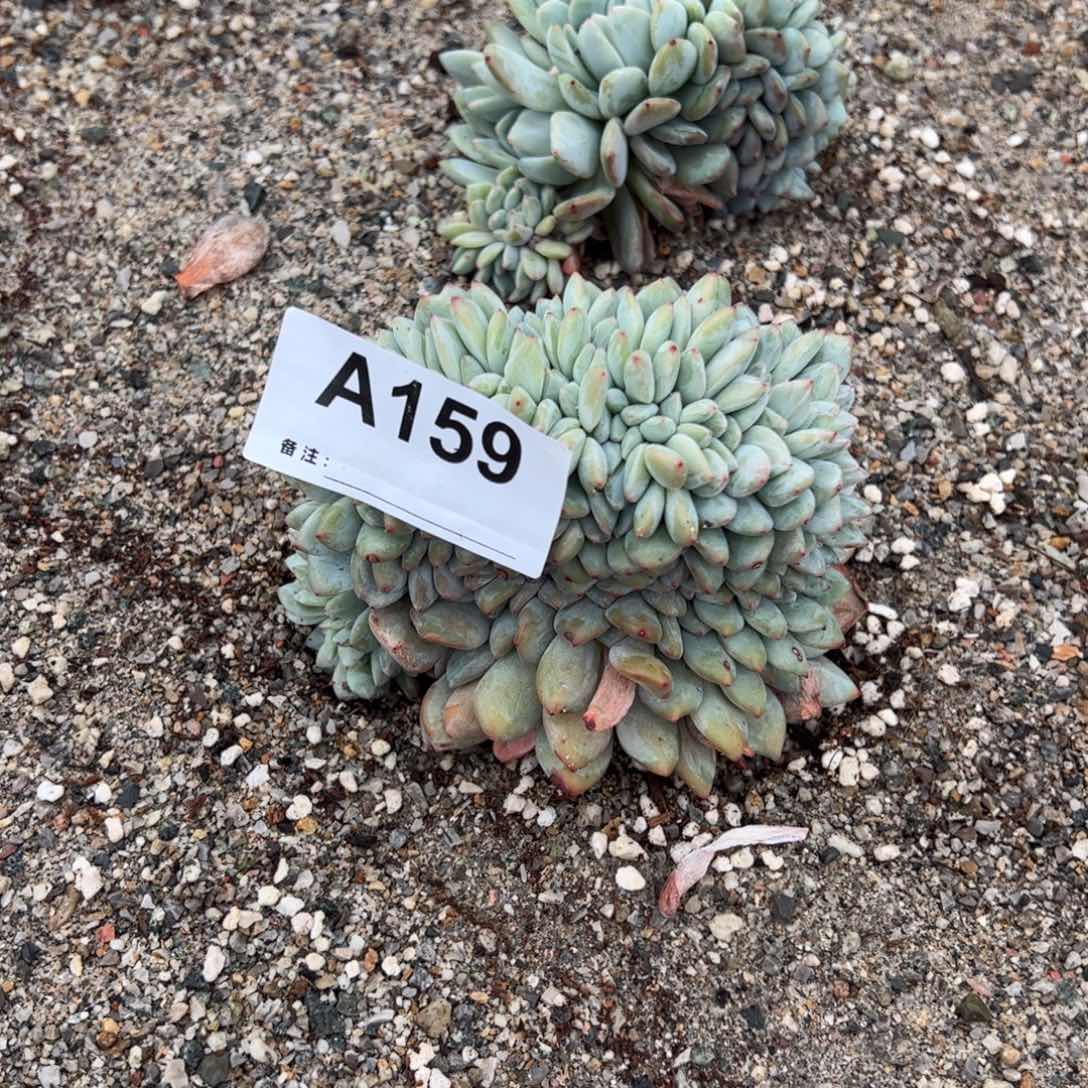 噢*给159 多肉多肉多肉多肉多肉