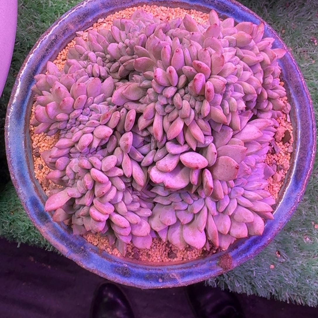 星影缀化无砍多肉