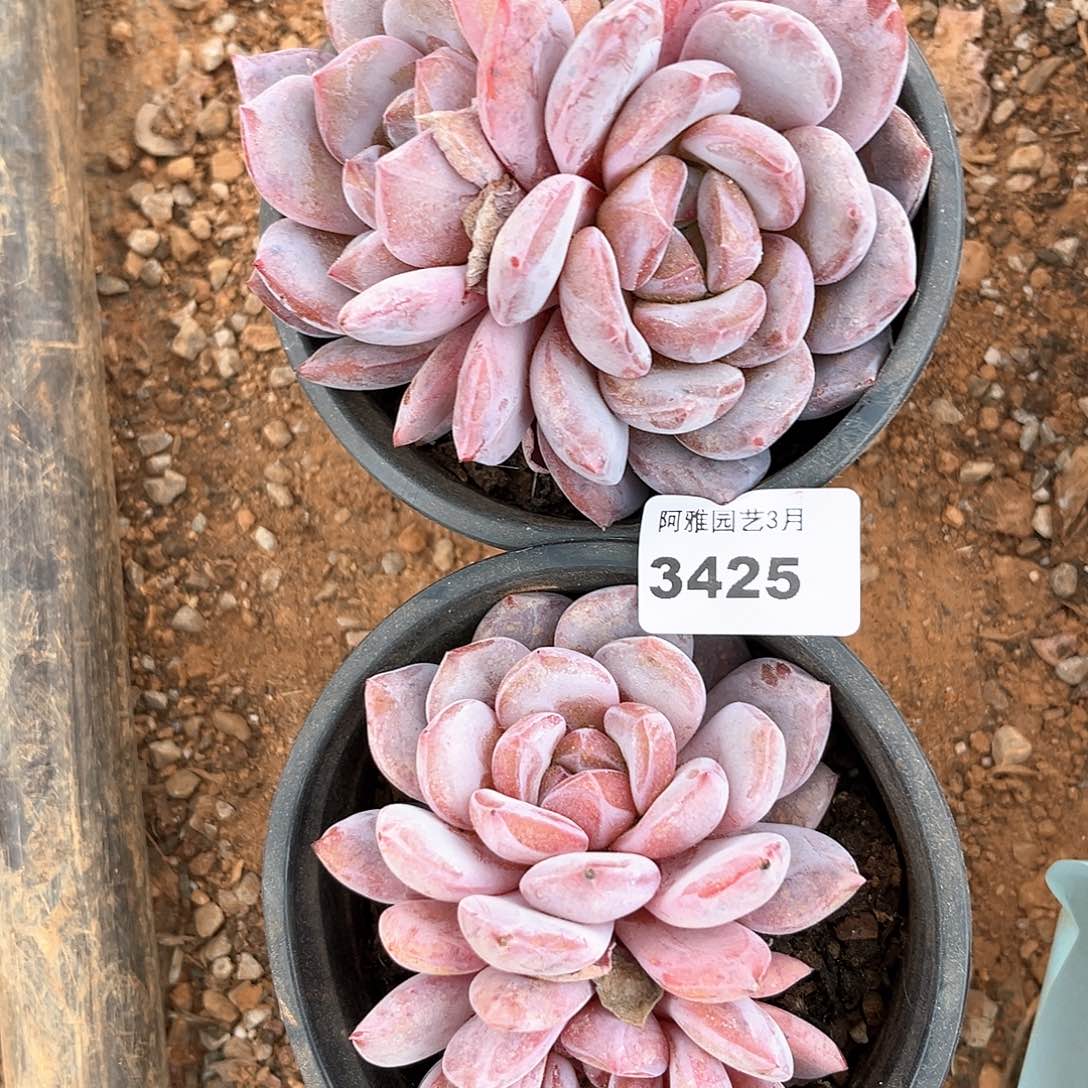 阿雅园艺。    3425