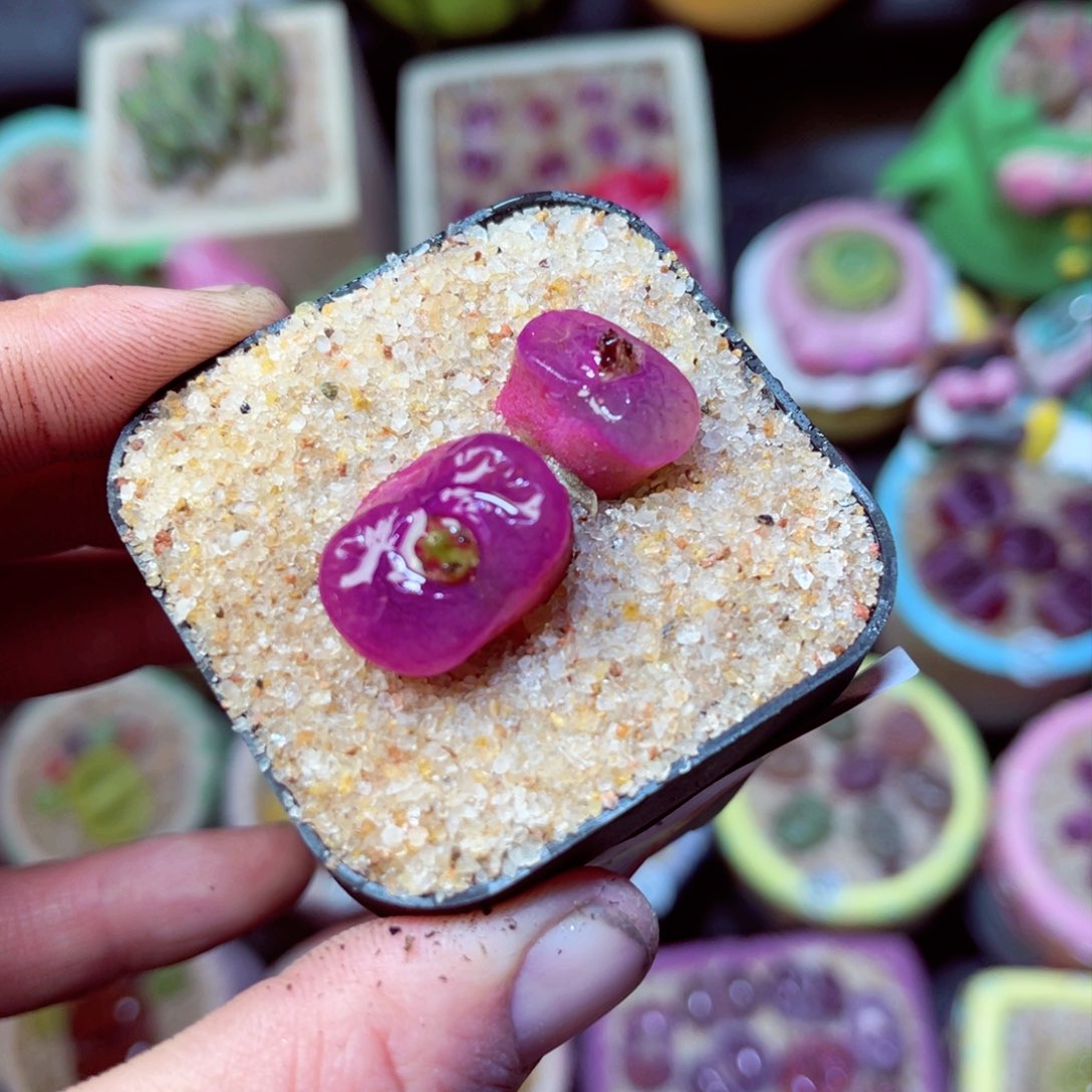 416脱土发1111111111111111