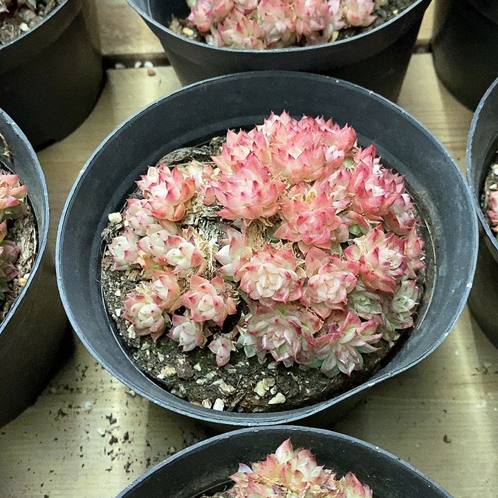 75。绿油麦杆。不包整。