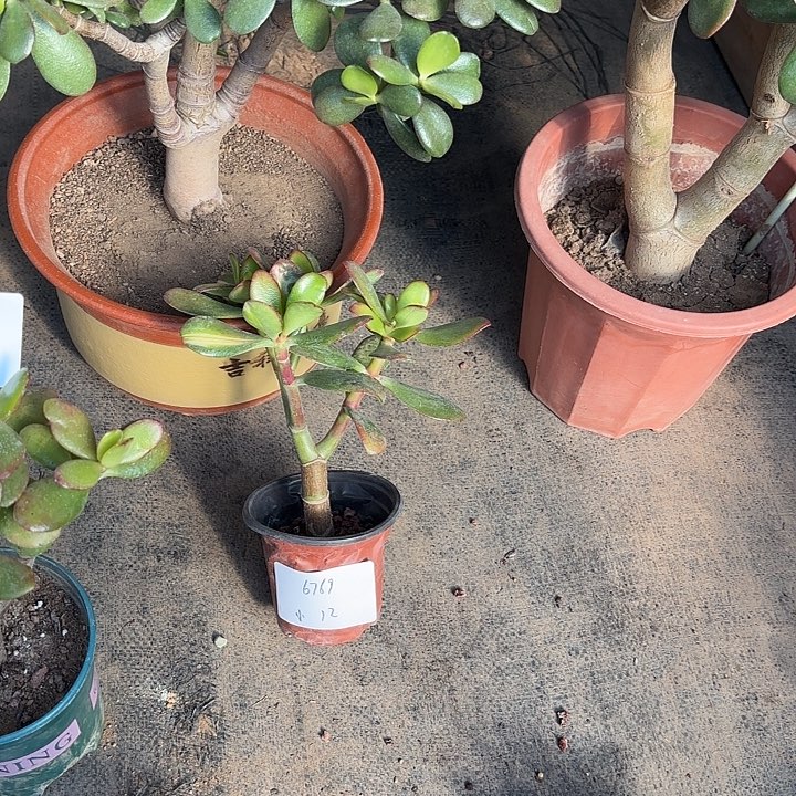 篱****当前无花栽培后可以开花韩国紫叶12