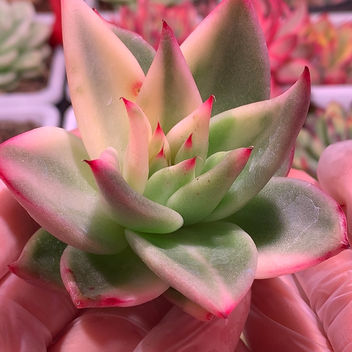 不知名锦，锦哥多肉