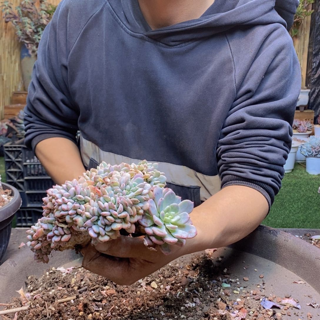 蓝*C206 号玛瑙多肉植物
