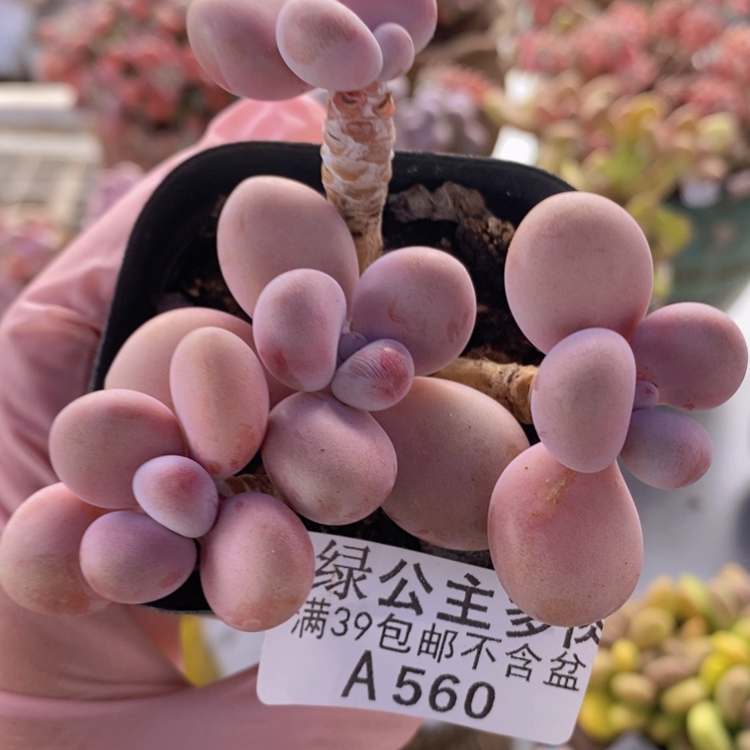 腰子桃蛋6cm560多肉植物