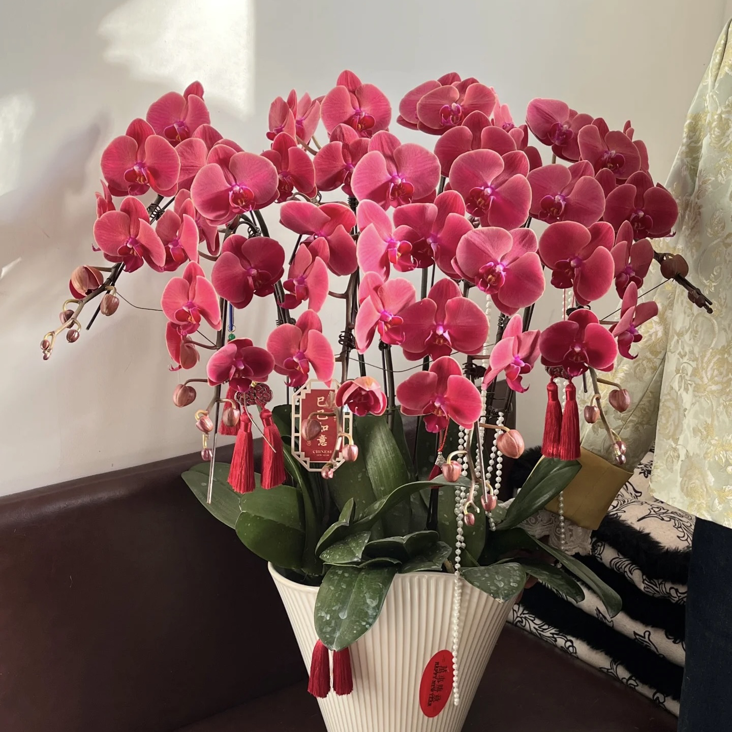 《新疆包邮》朝阳蝴蝶兰稀有品种蝴蝶兰花期久花中皇后适合送礼