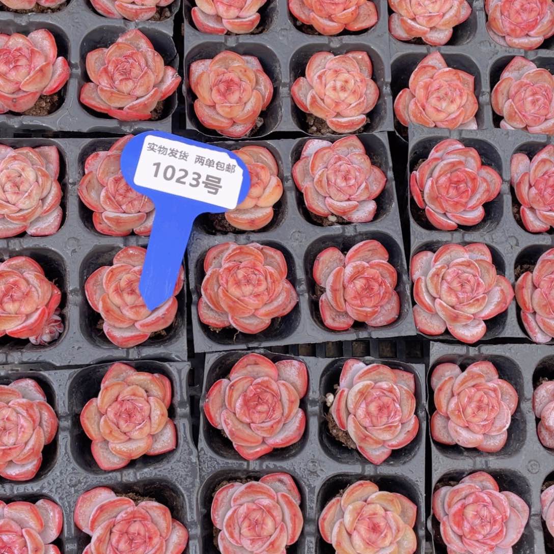 1023号星星珍妮组合四个