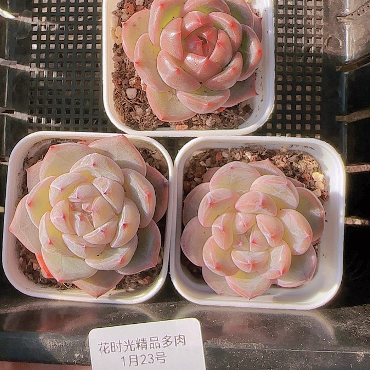 花时光精品多肉41