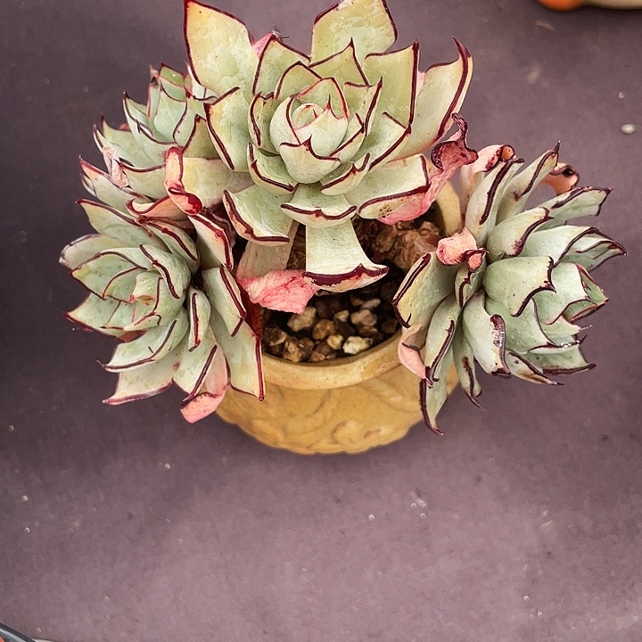 l***a多肉植物剑斯诺娃