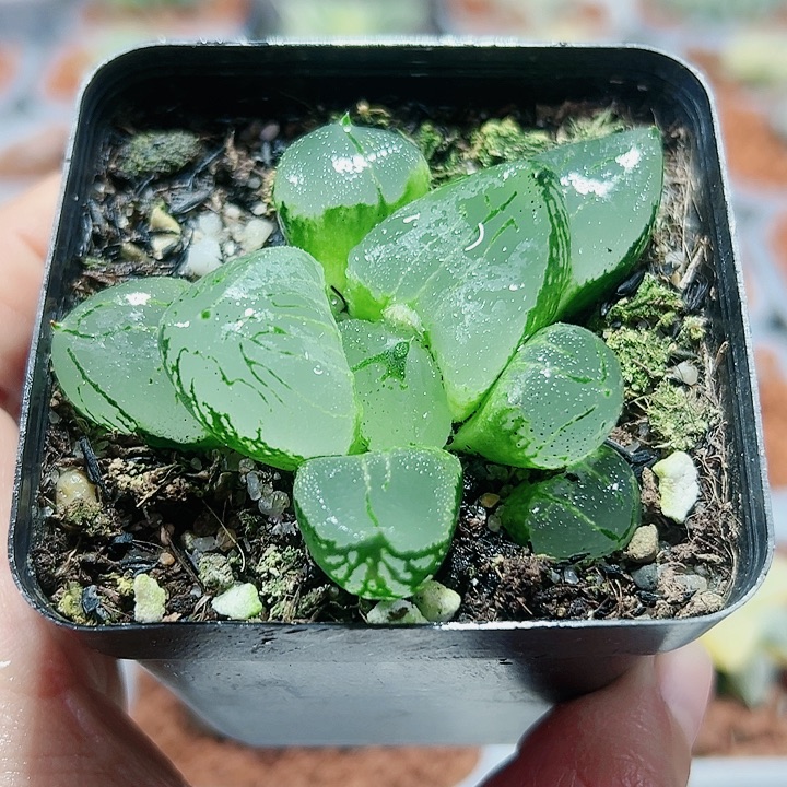 十二卷多肉虞美人