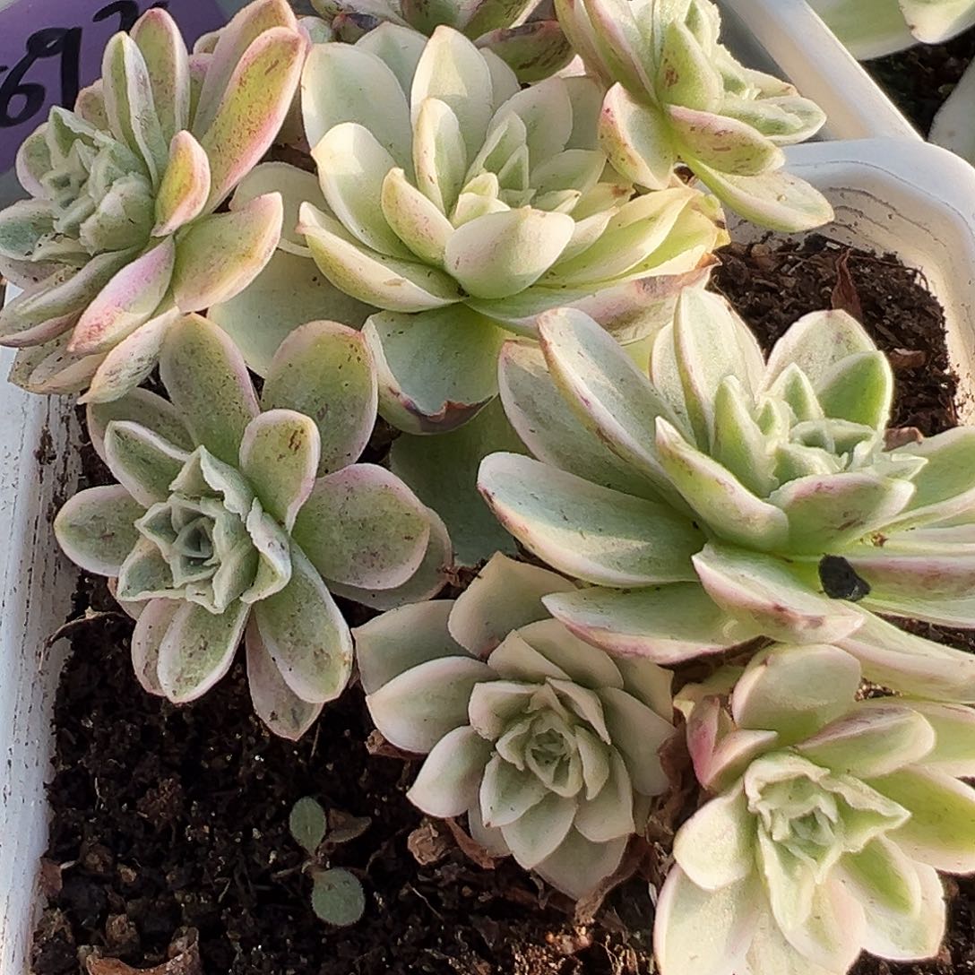 山地玫瑰锦秋夕898号