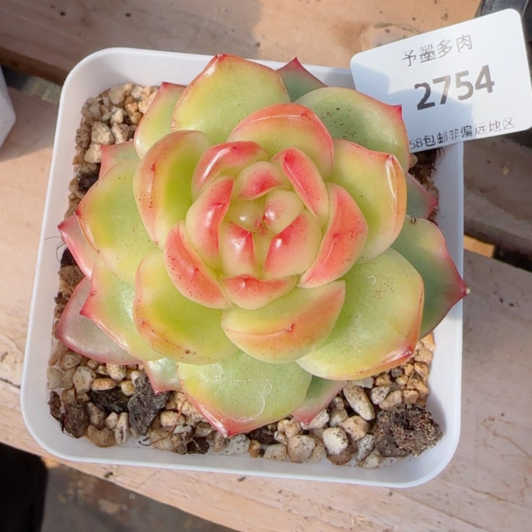 水晶珍妮锦，2754多肉