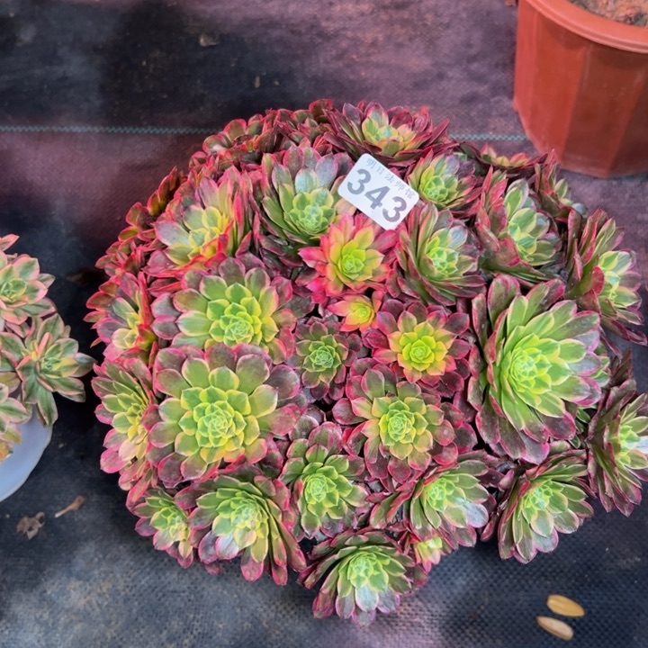 朝霞343多肉法师一物一拍