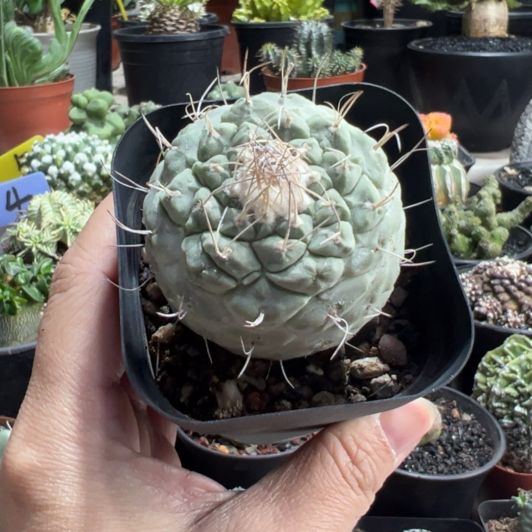 实生菊水带盆111111111