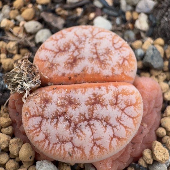 豆包多肉-11号拿铁