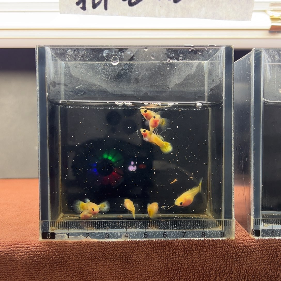 蒲***行孔雀鱼加热包运费8.8