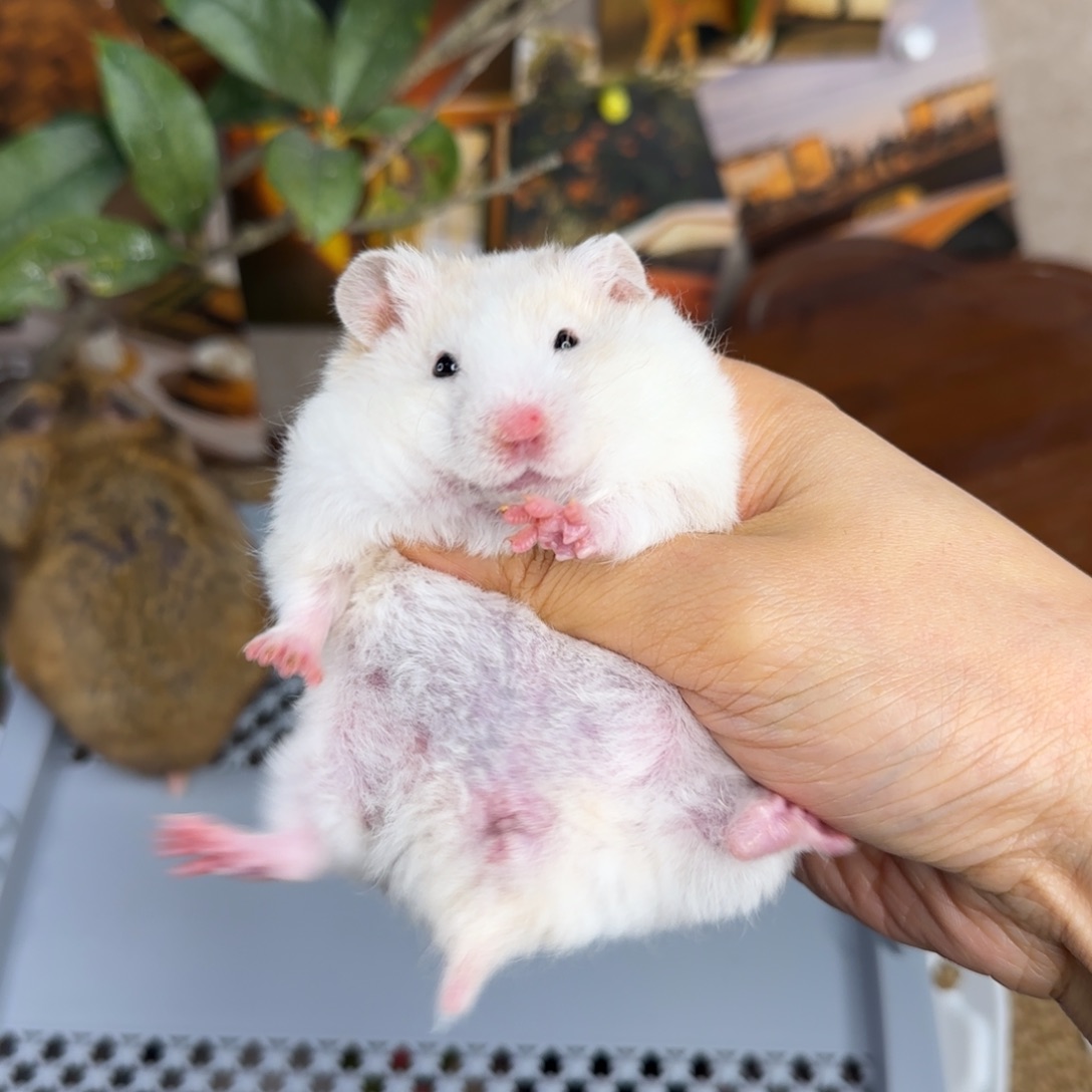 短毛卷毛蜜波妹妹9.18