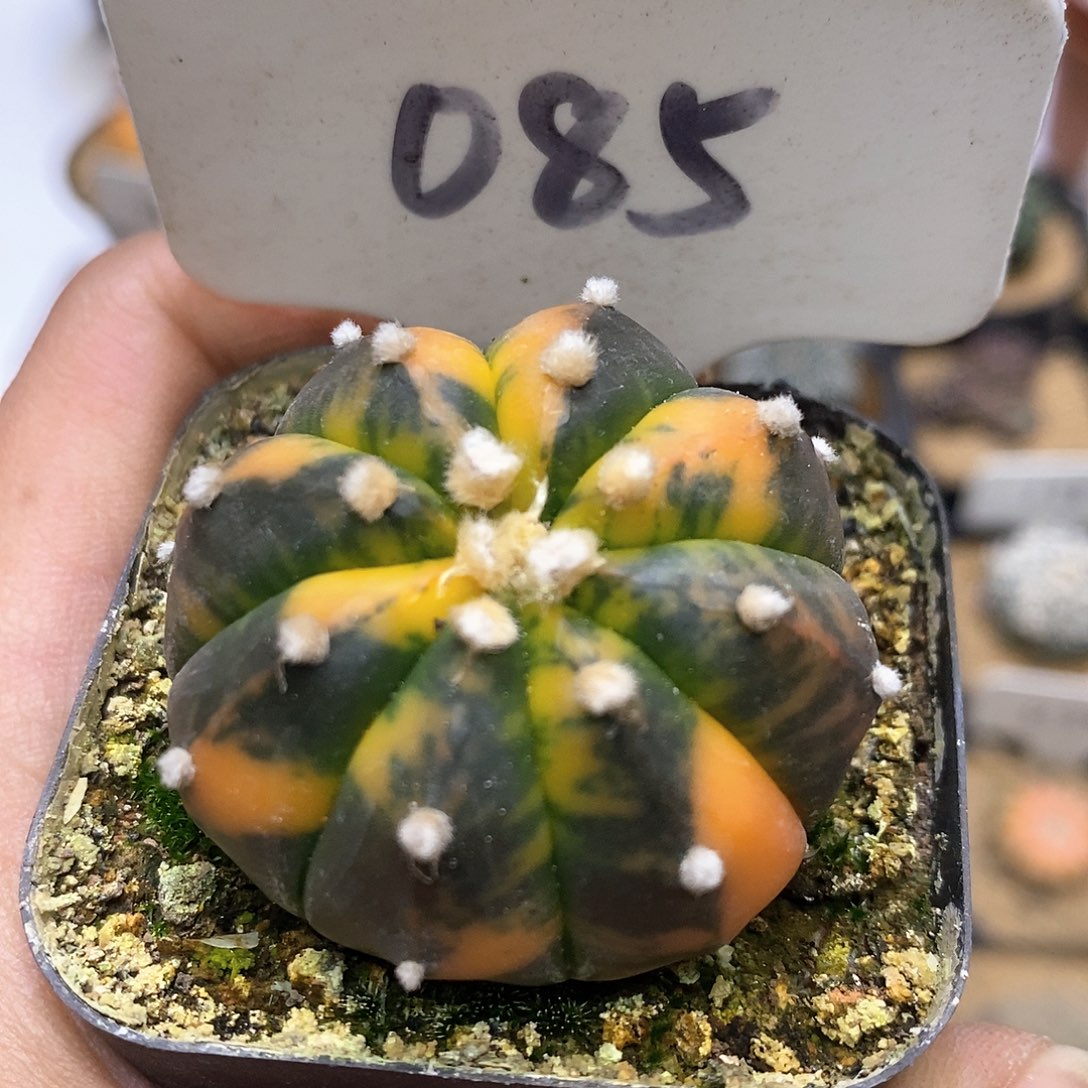 开播后不久特价来了来