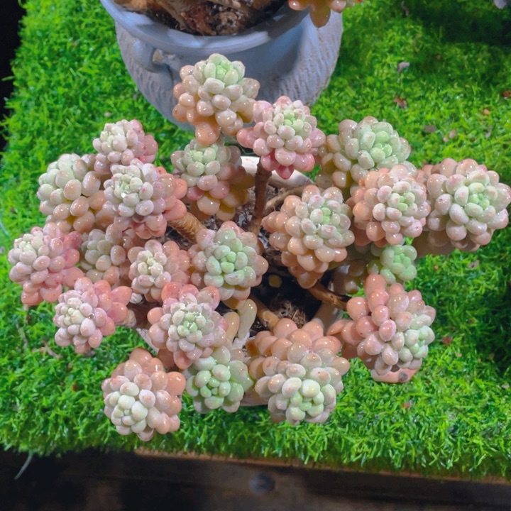 谢谢你的支持0000045