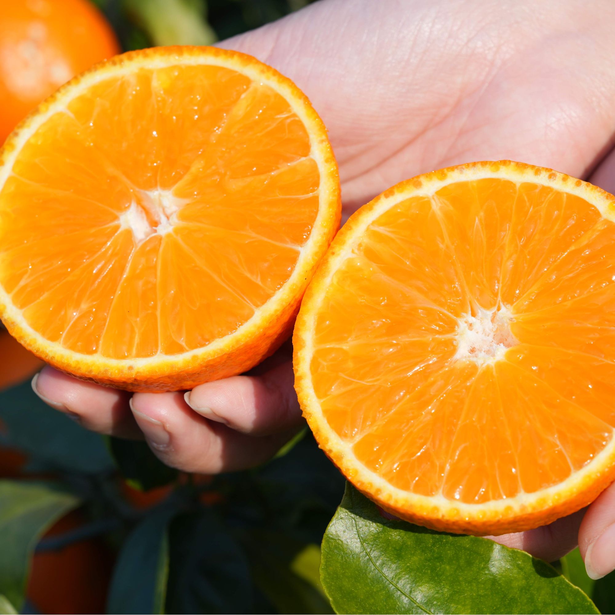 （商品装）正宗四川爱媛果冻橙新鲜现摘现发爆甜多汁