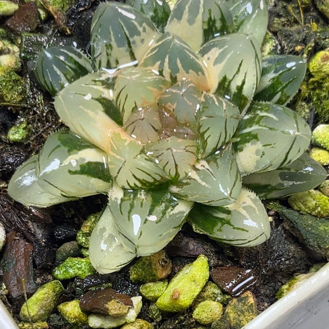 十二卷多肉植物1946霓虹灯