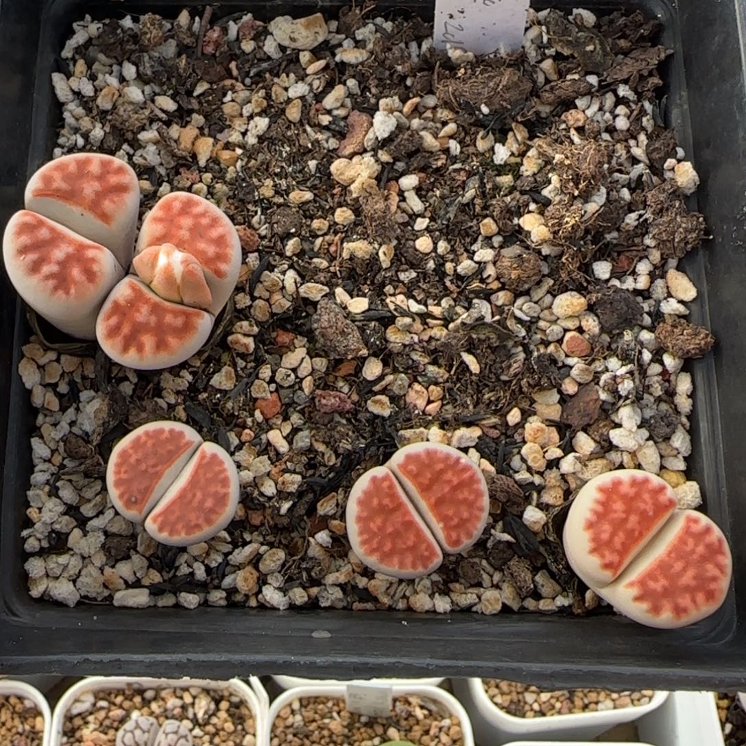 11.16。萌肉清盒福利。8008