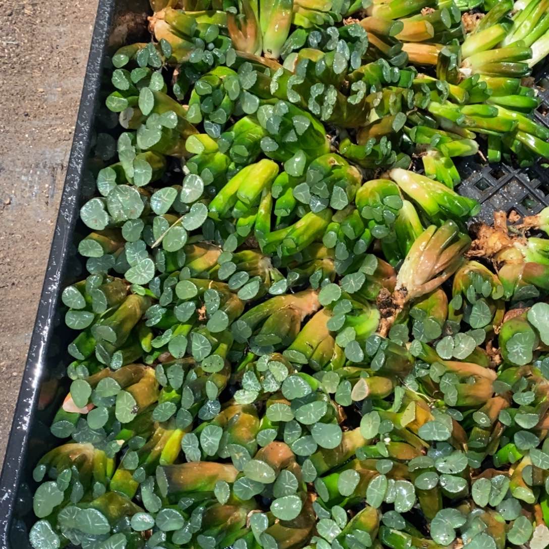 3127 一颗实生小万象 元旦整点福利