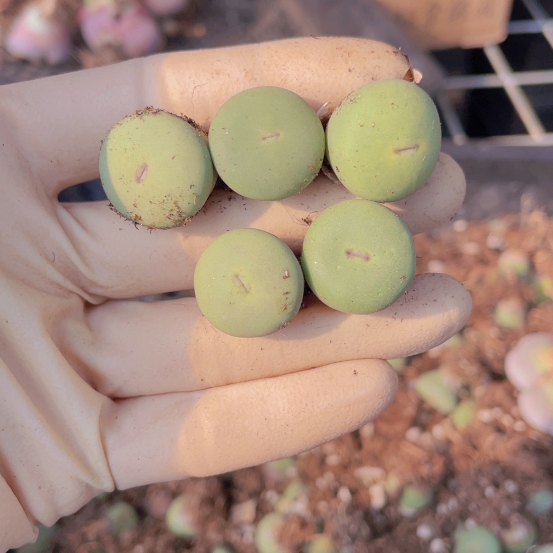 5颗小红嘴888888888