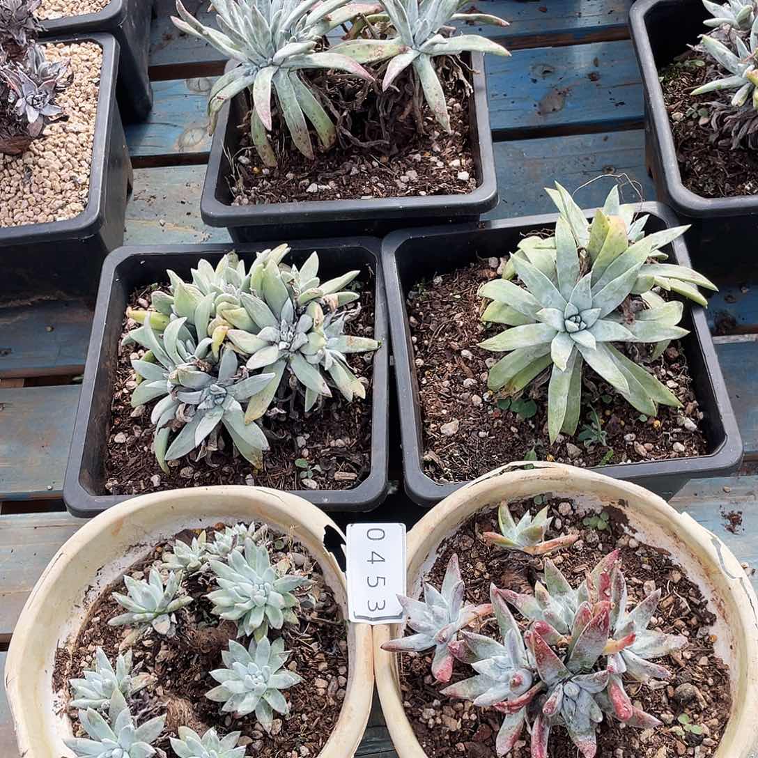 组合不售后仙女0453