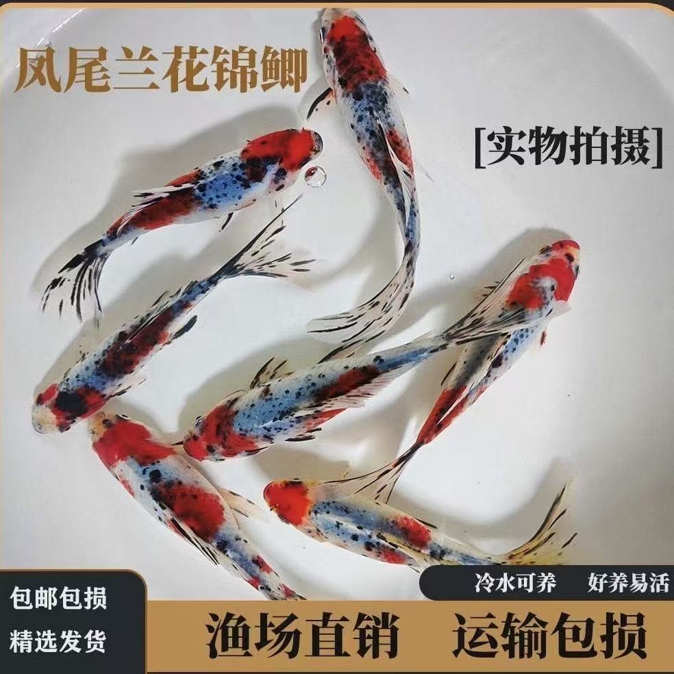大号水墨樱花兰花草7-9厘米9条精品冷水鱼好养耐活观赏鱼金鱼