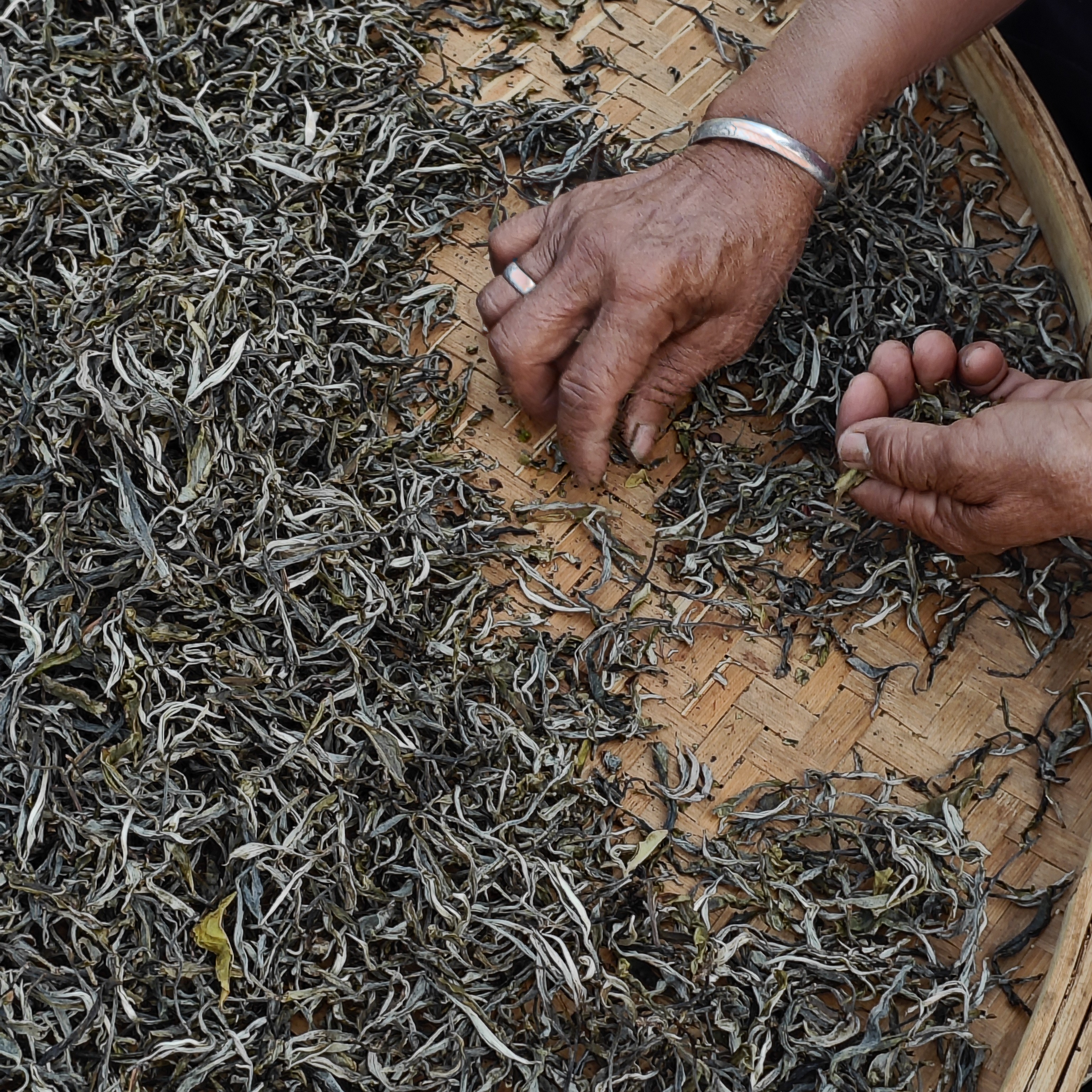 【2025年 水库地块】广别老树头春散茶 （回甘持久 口感饱满）