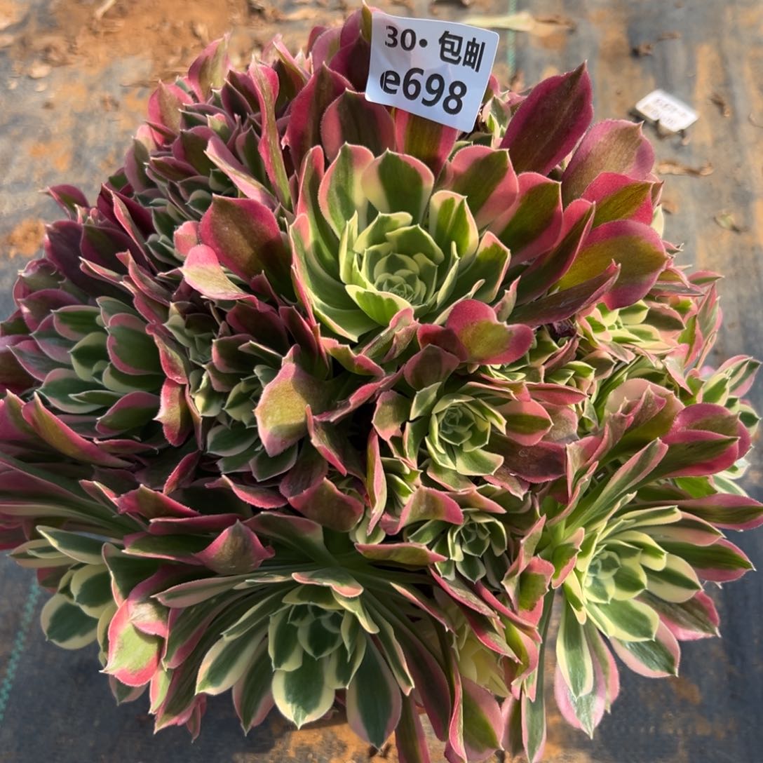 698 雨花石多肉法师