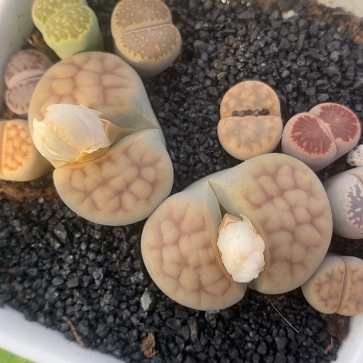 11.25生石花拼盘多肉植物