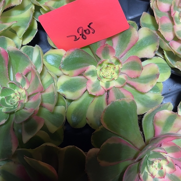 粉冠多肉植物保护 2805