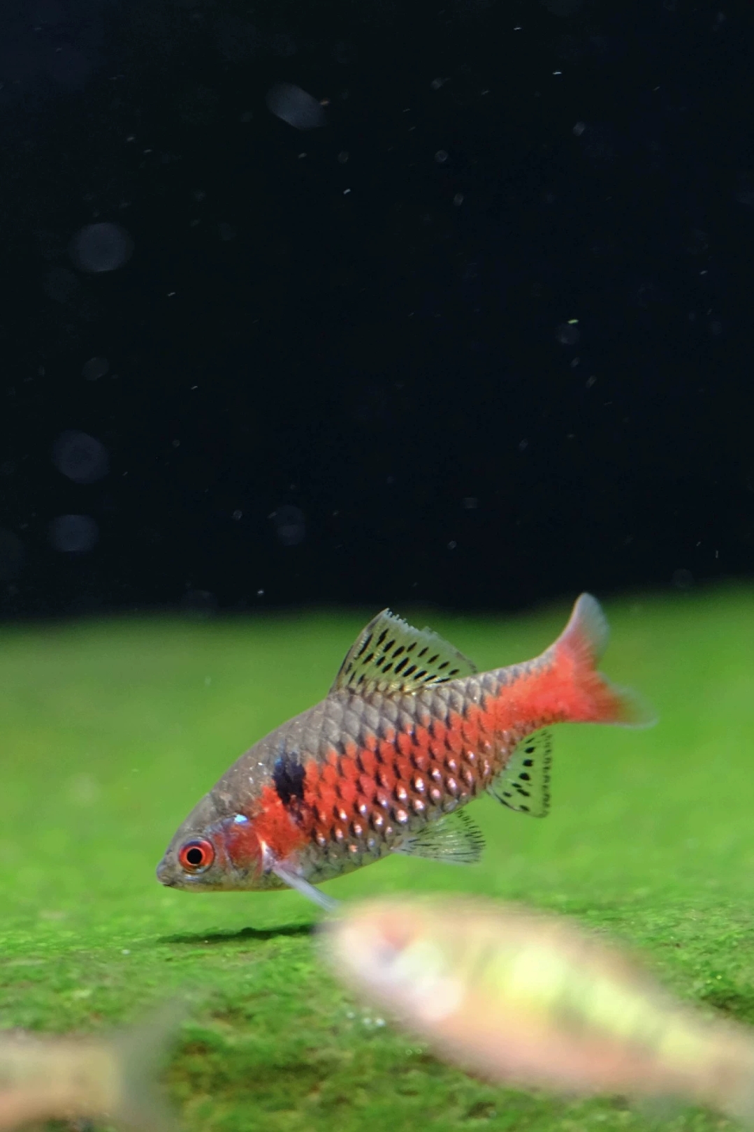 钻石彩虹鲫 冷水耐寒耐养热带鱼原生鱼群游