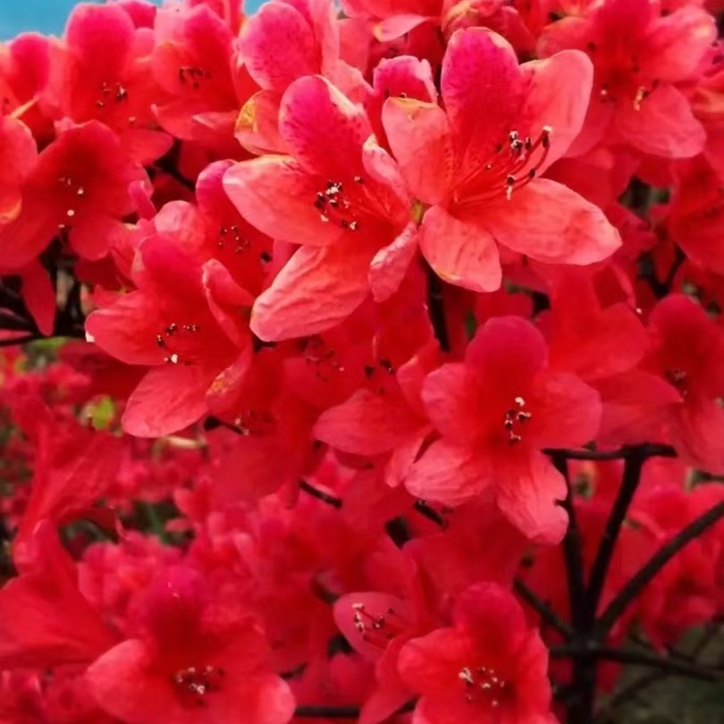 映山红农场直发小壮苗