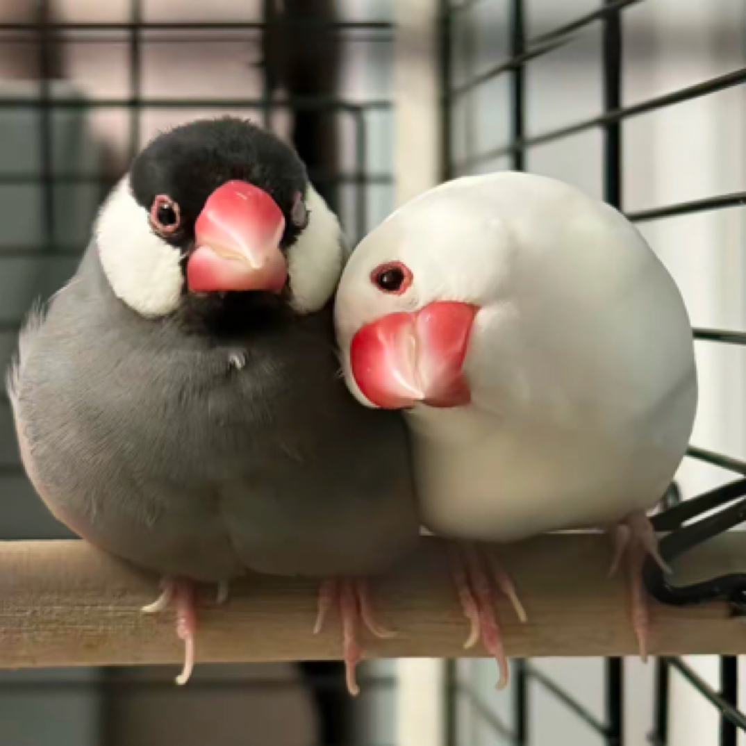 文鸟白文灰文驼色观赏宠物活物幼鸟可爱声音动听