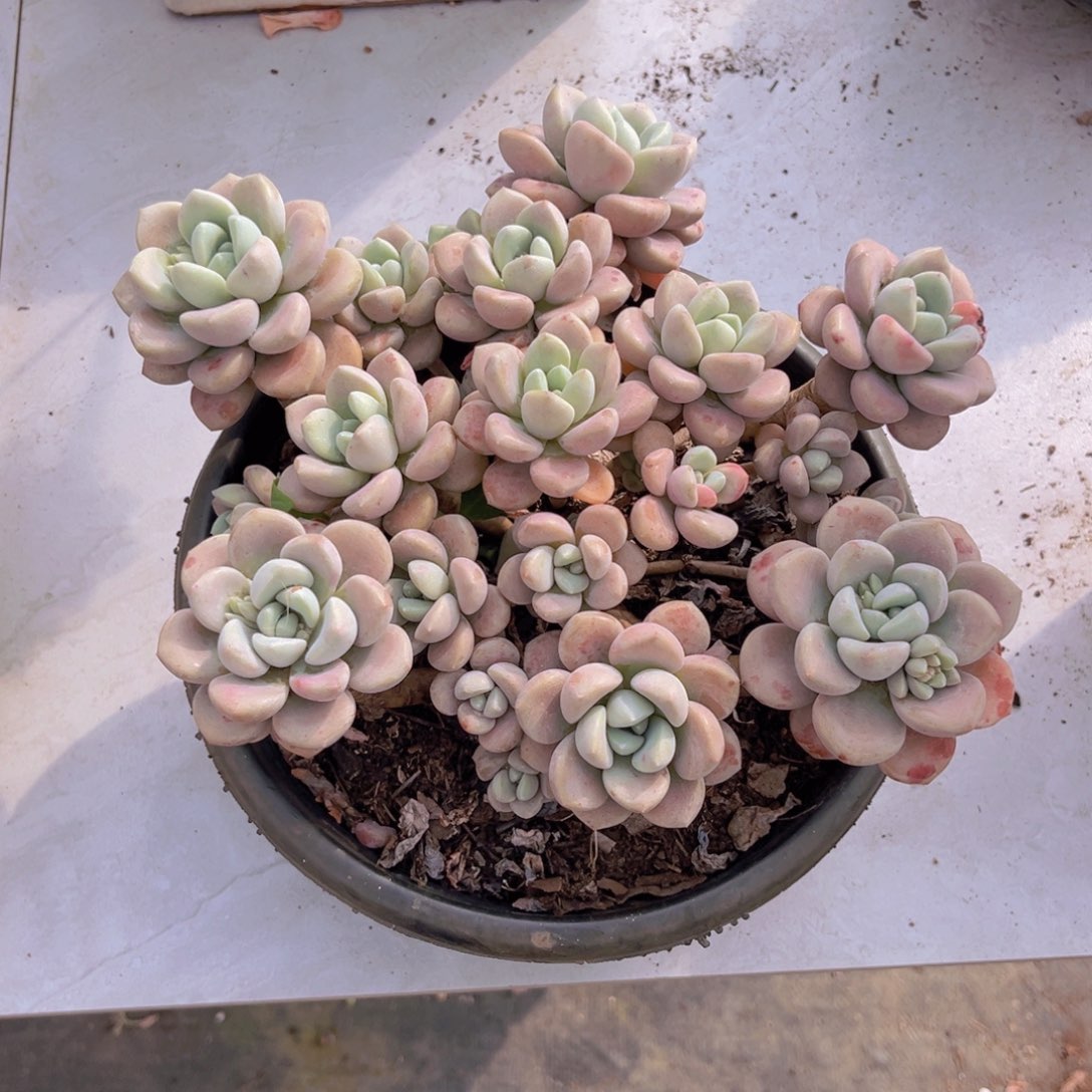 花瓣露多肉植物盆栽