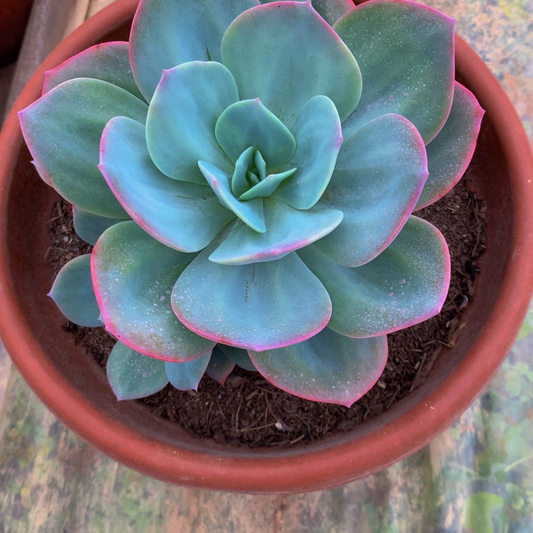 小血凤群多肉植物