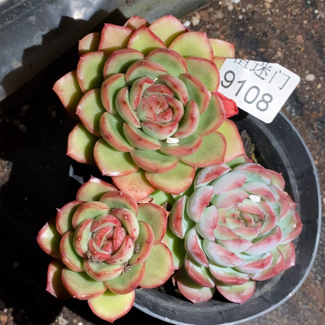 笑***あ不包掉头~9108~12厘米~散