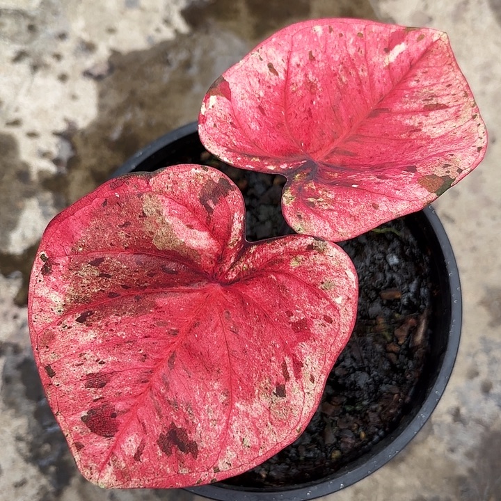 焦***丁10-1129达摩广东现货