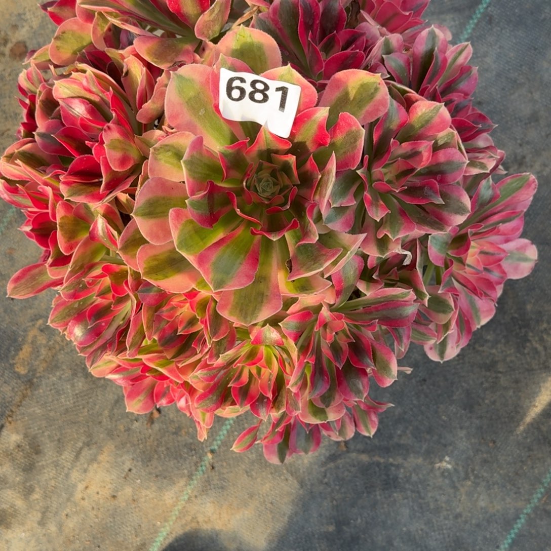 超大女巫多肉植物老庄681