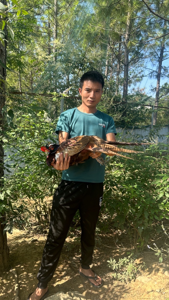 乡村小武农村养殖山鸡一公二母合适家养顺丰包邮到家