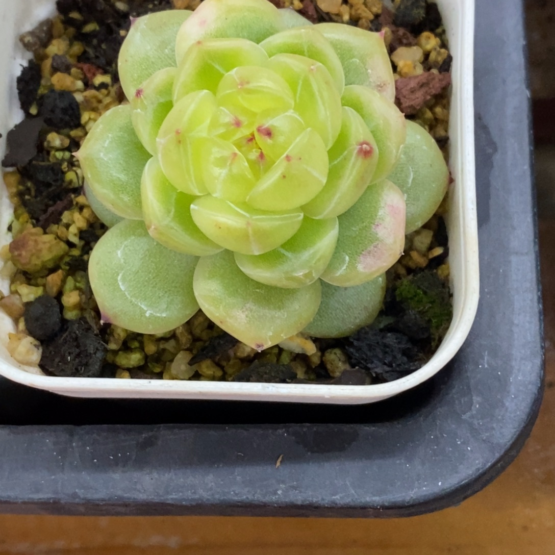 精品多肉一物一一拍不包整155