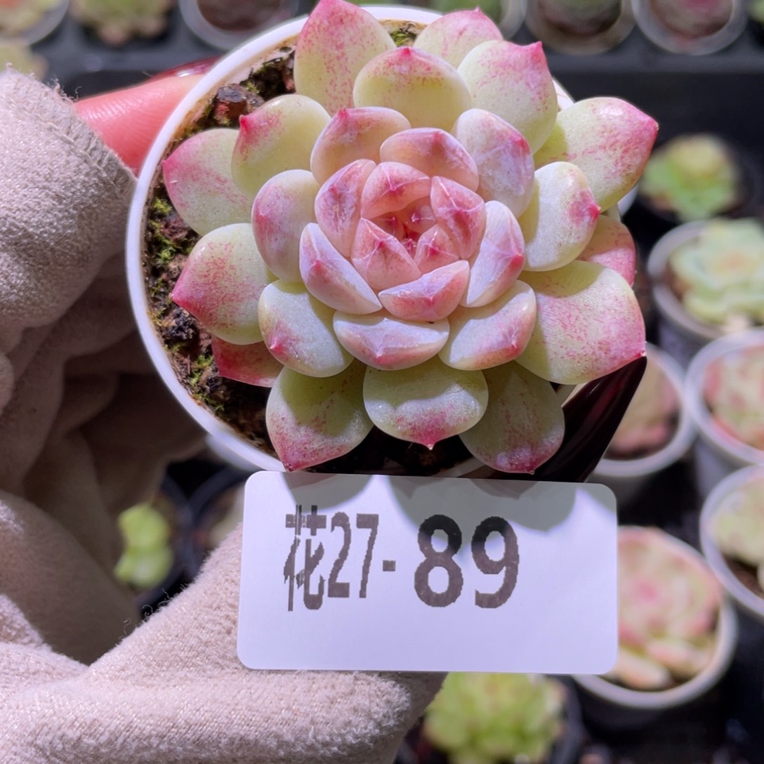 花利美27-89秘境冰魄