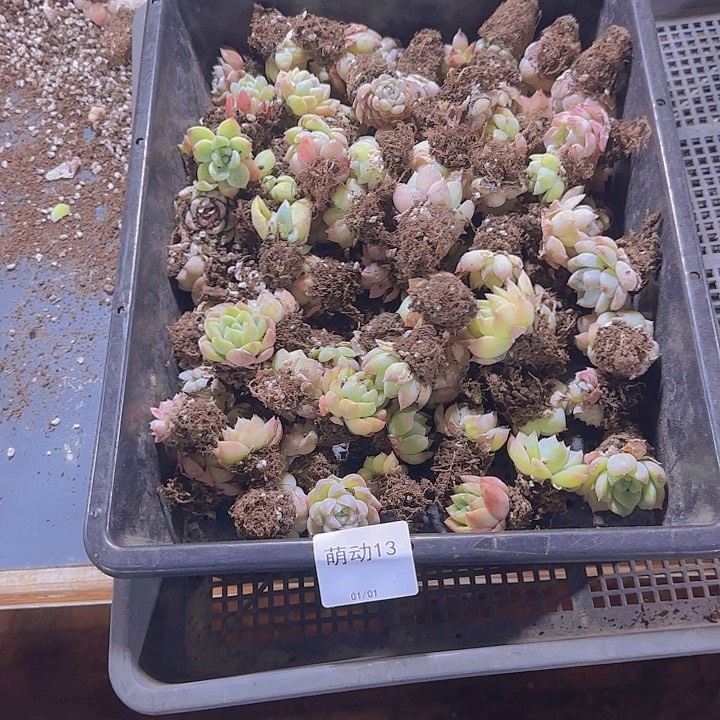 直播一物一拍多肉13