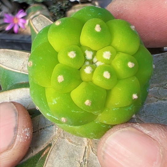 福利苗接佛头948